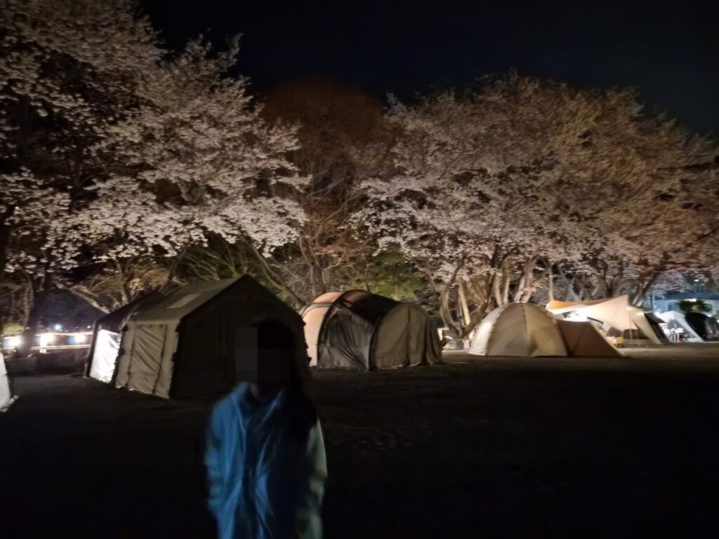 아이와 벚꽃 캠핑 야경