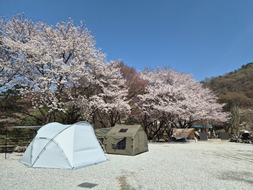아이와 벚꽃 캠핑 강화도 풍경